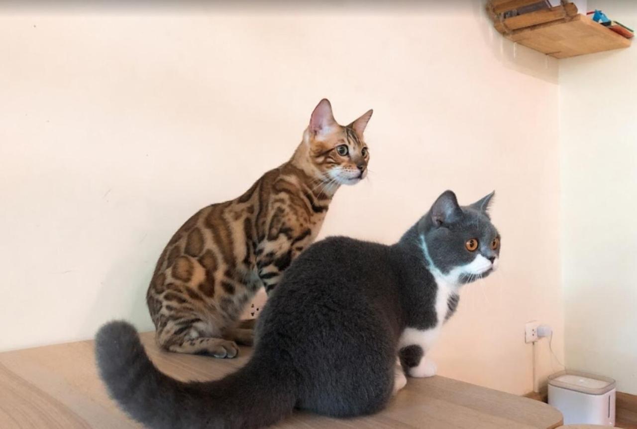 Patong Cat Story Hotel מראה חיצוני תמונה
