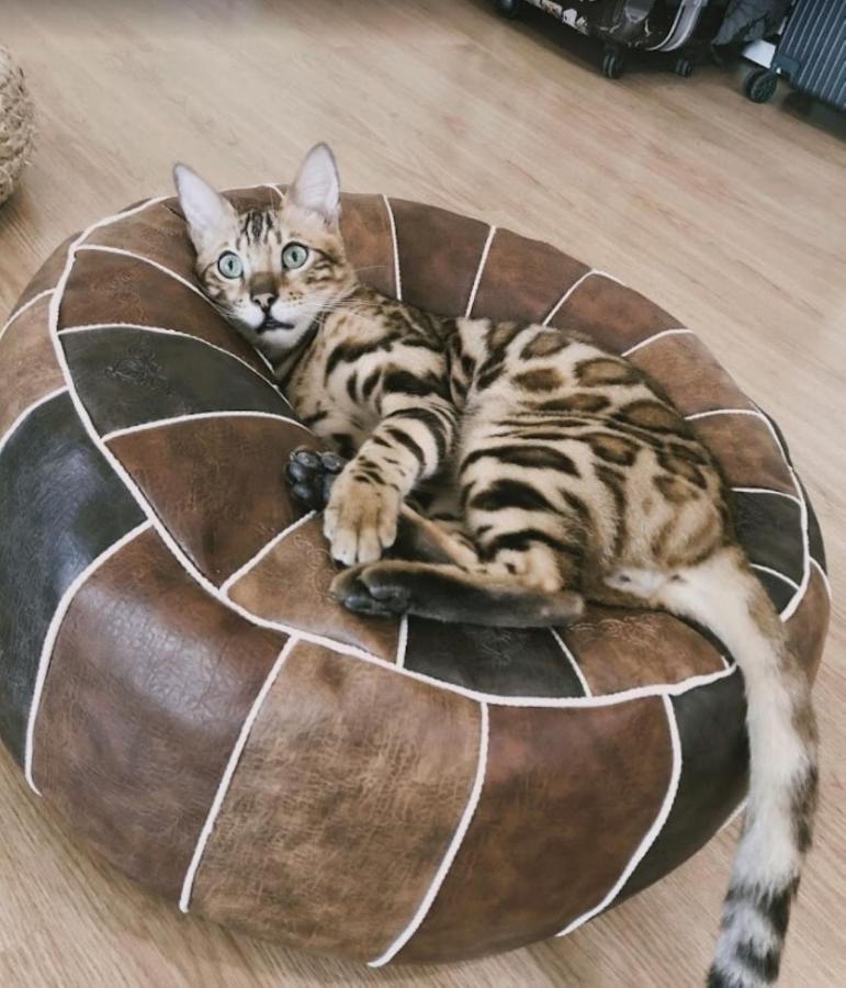 Patong Cat Story Hotel מראה חיצוני תמונה