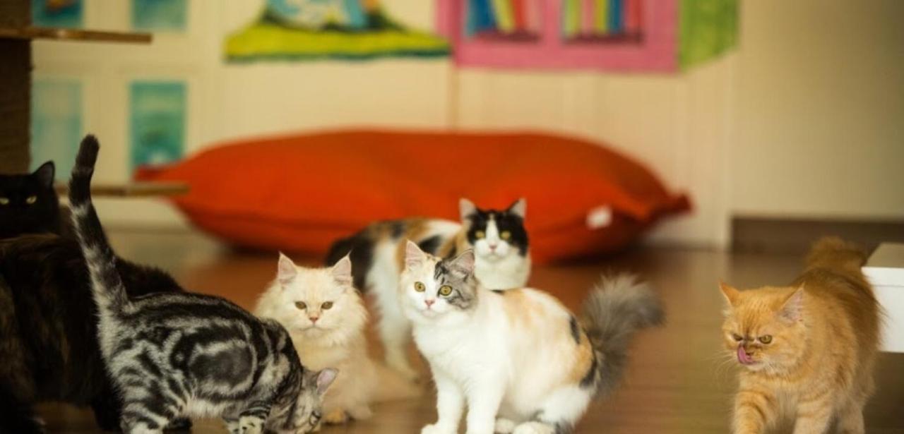 Patong Cat Story Hotel מראה חיצוני תמונה