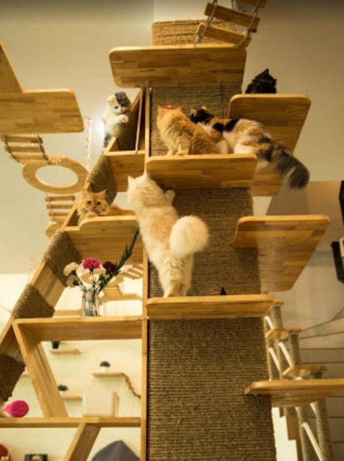 Patong Cat Story Hotel מראה חיצוני תמונה