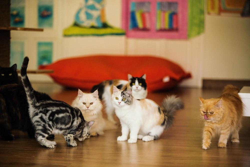 Patong Cat Story Hotel מראה חיצוני תמונה